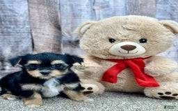 Morkie dogs for sale: Nibbles - Image 1