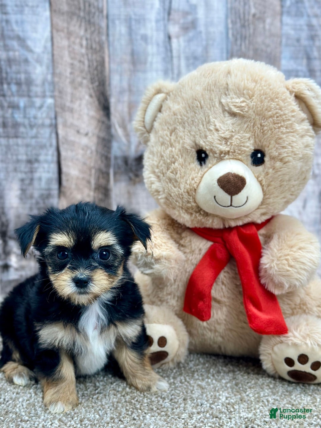 Morkie dogs for sale: Nibbles - Image 1