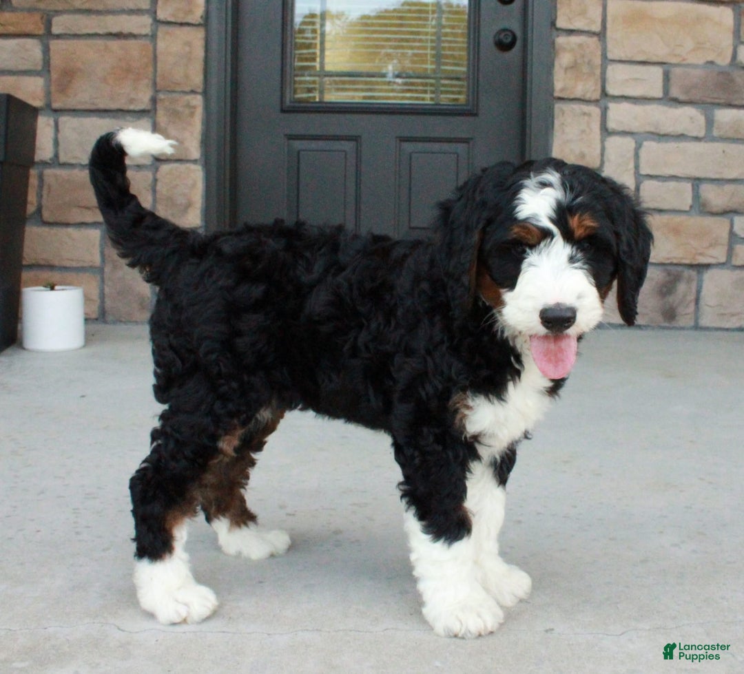 Bernedoodle dogs for sale: Willow - Image 2