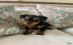 Yorkshire Terrier dogs for sale: Cash - Image 5
