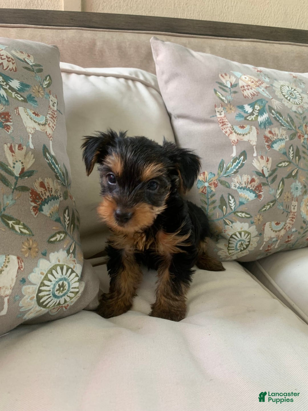 Yorkshire Terrier dogs for sale: Cash - Image 5