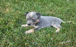 Australian Cattle Dog dogs for sale: Ruby - Image 2