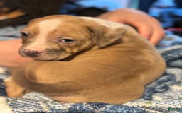 American Bully dogs for sale: Blossom - Image 5
