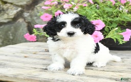 Cavapoo dogs for sale: Sunshine - Image 2