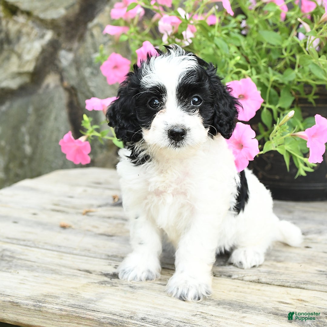 Cavapoo dogs for sale: Sunshine - Image 2