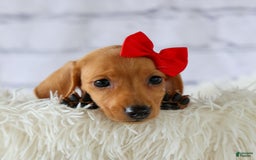 Miniature Dachshund dogs for sale: Nick - Image 6