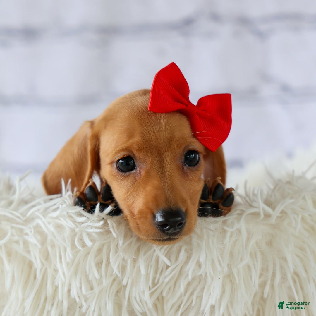 Miniature Dachshund dogs for sale: Nick - Image 6