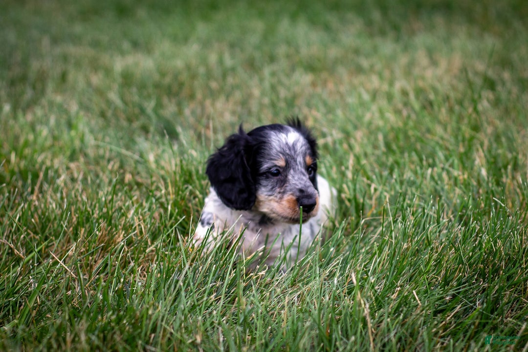 Miniature Dachshund dogs for sale: Maverick - Image 4