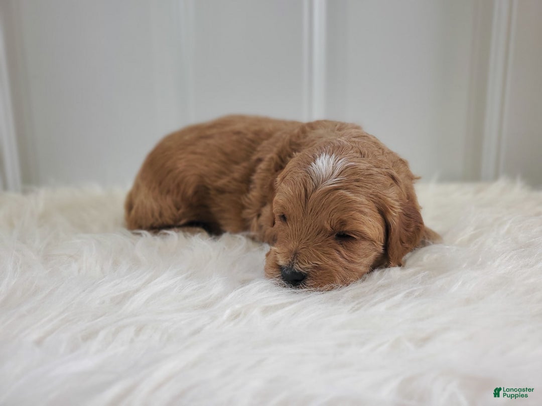 Mini Goldendoodle dogs for sale: Milo F1b - Image 7