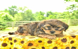 Shorkie dogs for sale: Elmer - Image 2