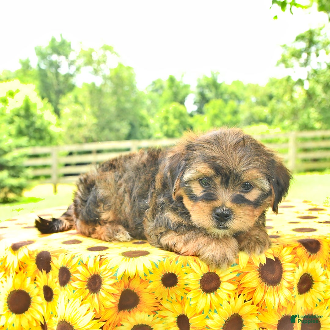 Shorkie dogs for sale: Elmer - Image 2