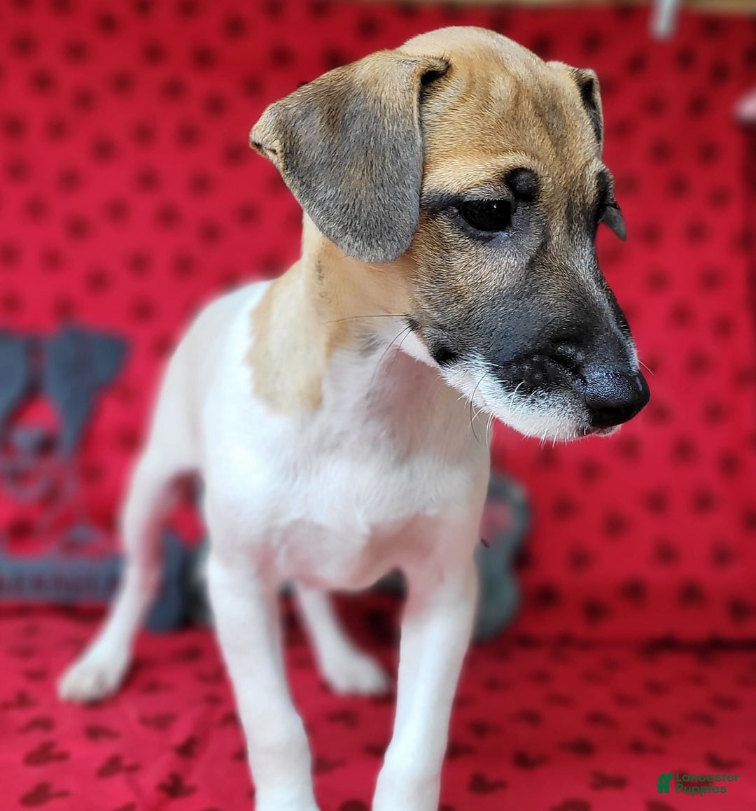 Jack Russell Terrier dogs for sale: Jack Russell Male Puck - Image 4