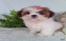 Shih Tzu dogs for sale: Baby - Image 11