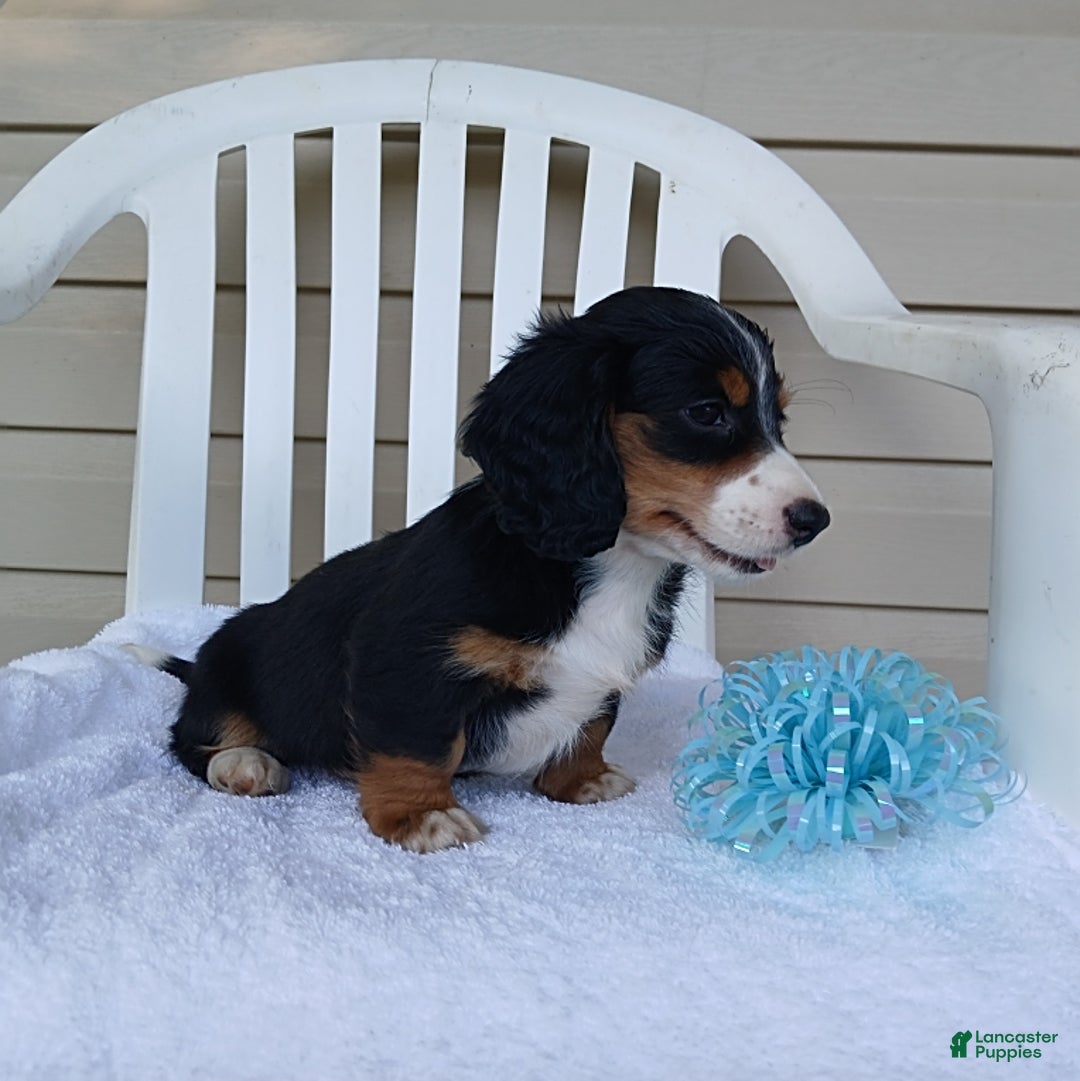 Miniature Dachshund dogs for sale: Hudson - Image 2
