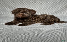 Havapoo dogs for sale: Havapoo 5 puppies - Image 16