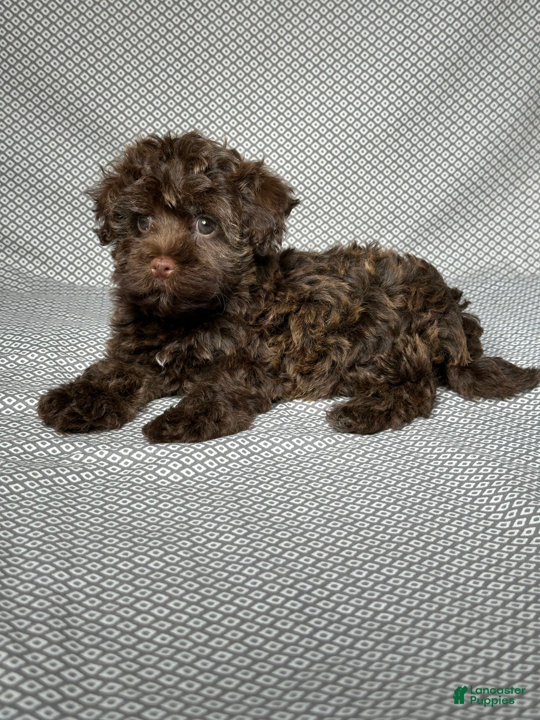 Havapoo dogs for sale: Havapoo 5 puppies - Image 16