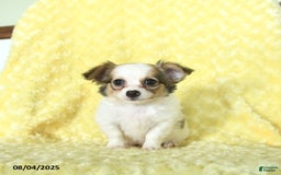 Chihuahua dogs for sale: Chihuahua 4 puppies - Image 15