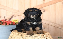 Mini Bernedoodle dogs for sale: Mini Bernedoodle 8 puppies - Image 4