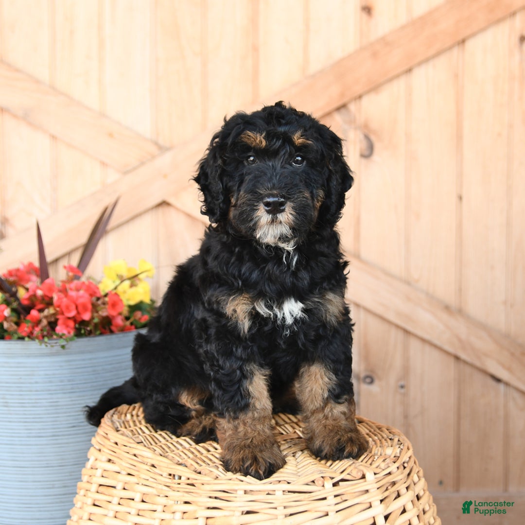 Mini Bernedoodle dogs for sale: Mini Bernedoodle 8 puppies - Image 4