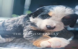 Bernese Mountain Dog dogs for sale: Female Big Blaze - Image 4