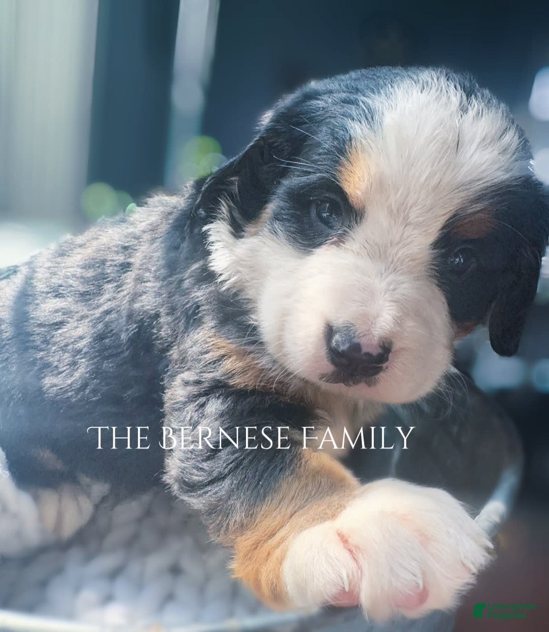Bernese Mountain Dog dogs for sale: Female Big Blaze - Image 4