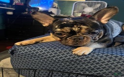 French Bulldog dogs for sale: Kane - Image 7