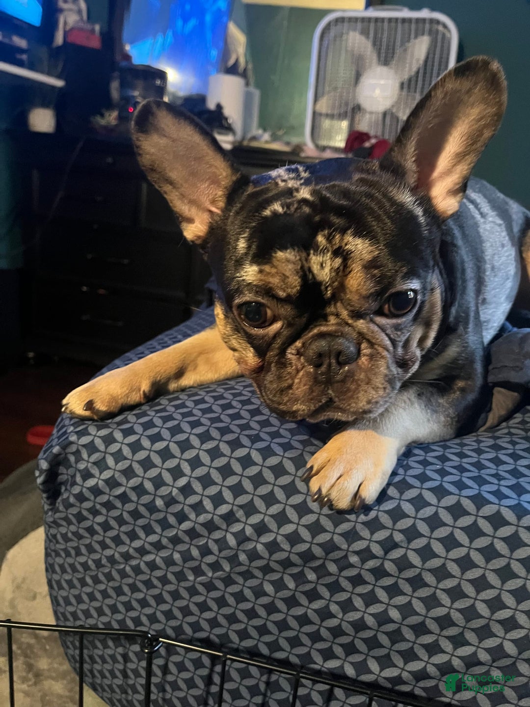 French Bulldog dogs for sale: Kane - Image 7