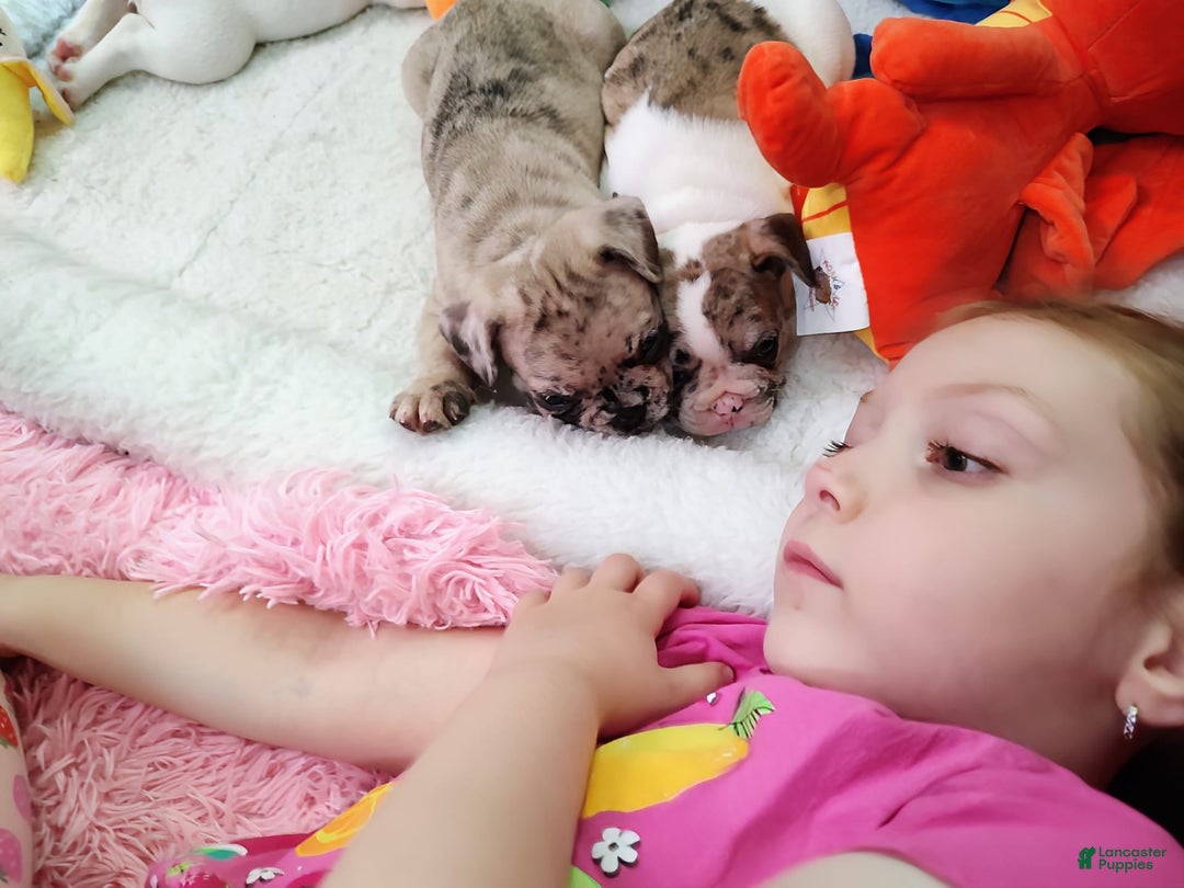 French Bulldog dogs for sale: Zeus Akc - Image 10