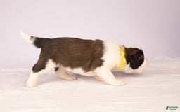 Saint Bernard dogs for sale: Holly - Image 2