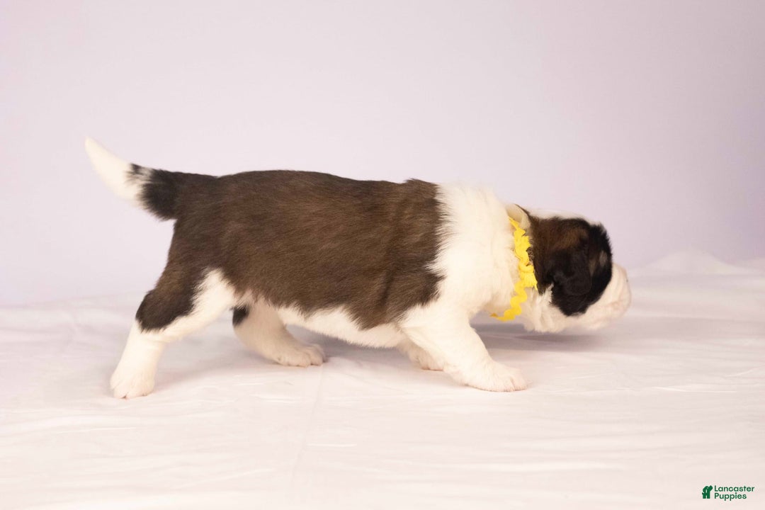 Saint Bernard dogs for sale: Holly - Image 2