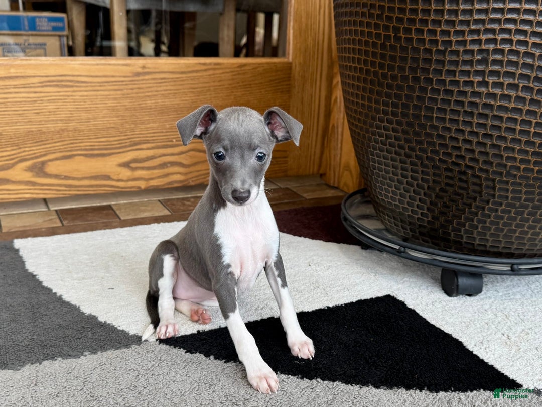 Italian Greyhound dogs for sale: Rhonda - Image 5