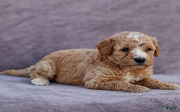 Goldendoodle dogs for sale: Ocean - Image 8