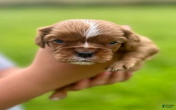 Cavalier King Charles Spaniel dogs for sale: Lincoln - Image 3