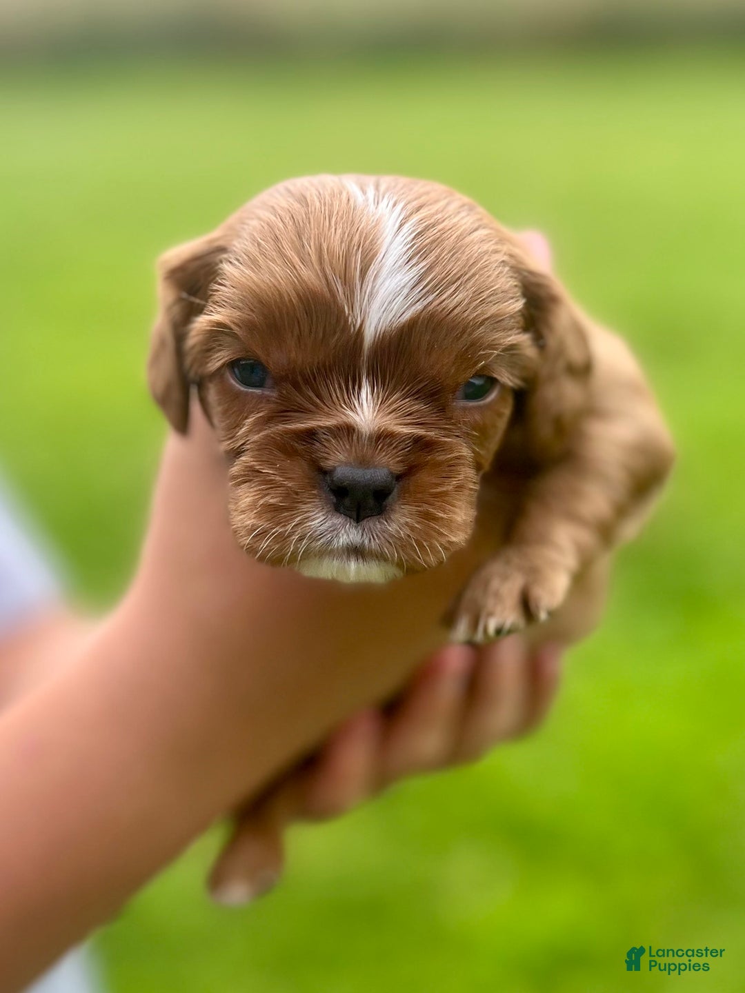 Cavalier King Charles Spaniel dogs for sale: Lincoln - Image 3