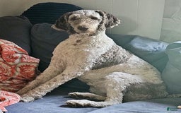 Standard Poodle dogs for sale: Orange Boy - Image 4