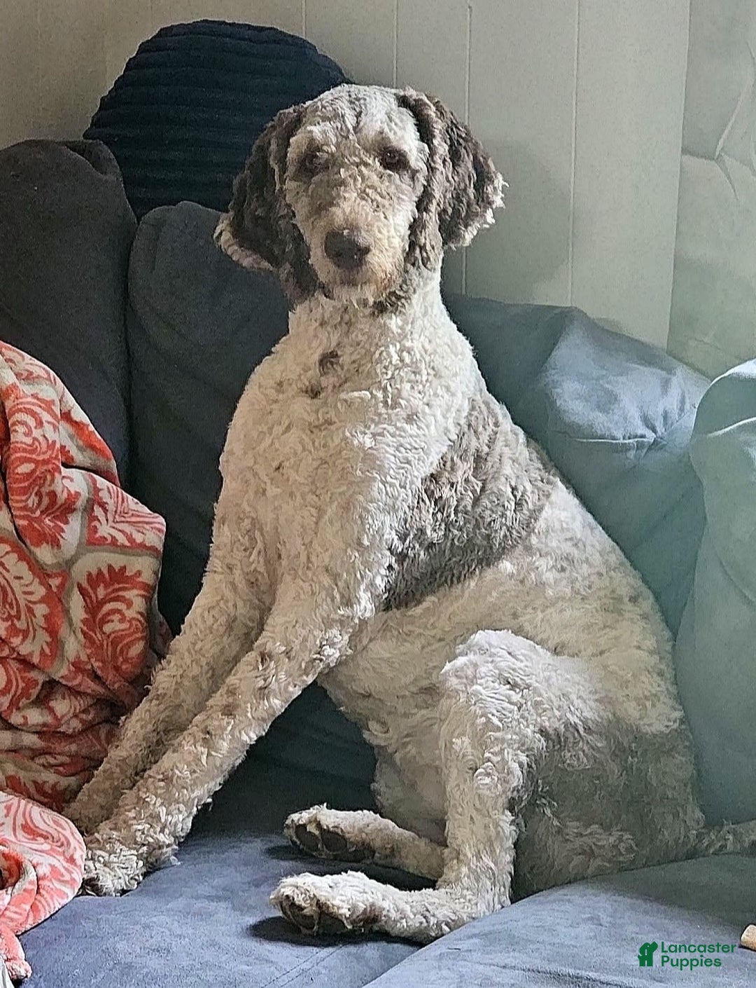Standard Poodle dogs for sale: Orange Boy - Image 4
