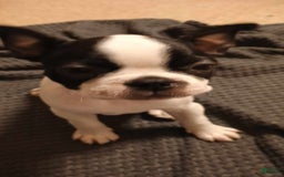 Boston Terrier dogs for sale: Pipe - Image 2