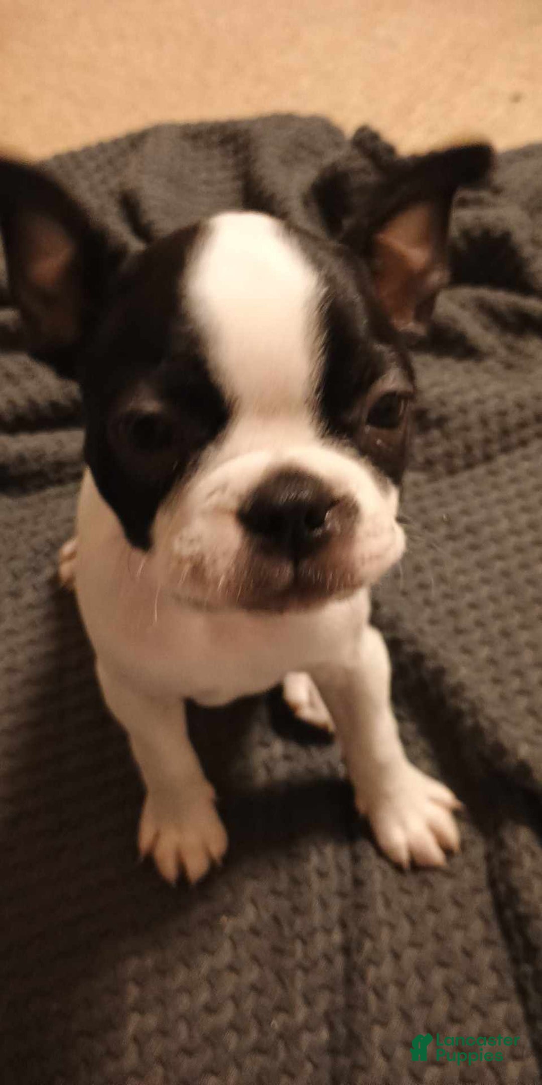 Boston Terrier dogs for sale: Pipe - Image 2
