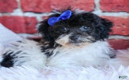 Bichpoo dogs for sale: Barney - Image 2
