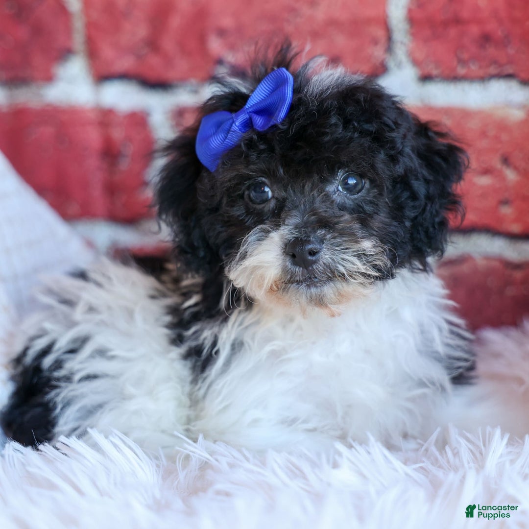 Bichpoo dogs for sale: Barney - Image 2