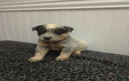 Australian Cattle Dog dogs for sale: Cocoa - Image 2