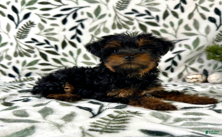 Yorkiepoo dogs - Advert 2