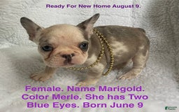 French Bulldog dogs for sale: Marigold - Image 1