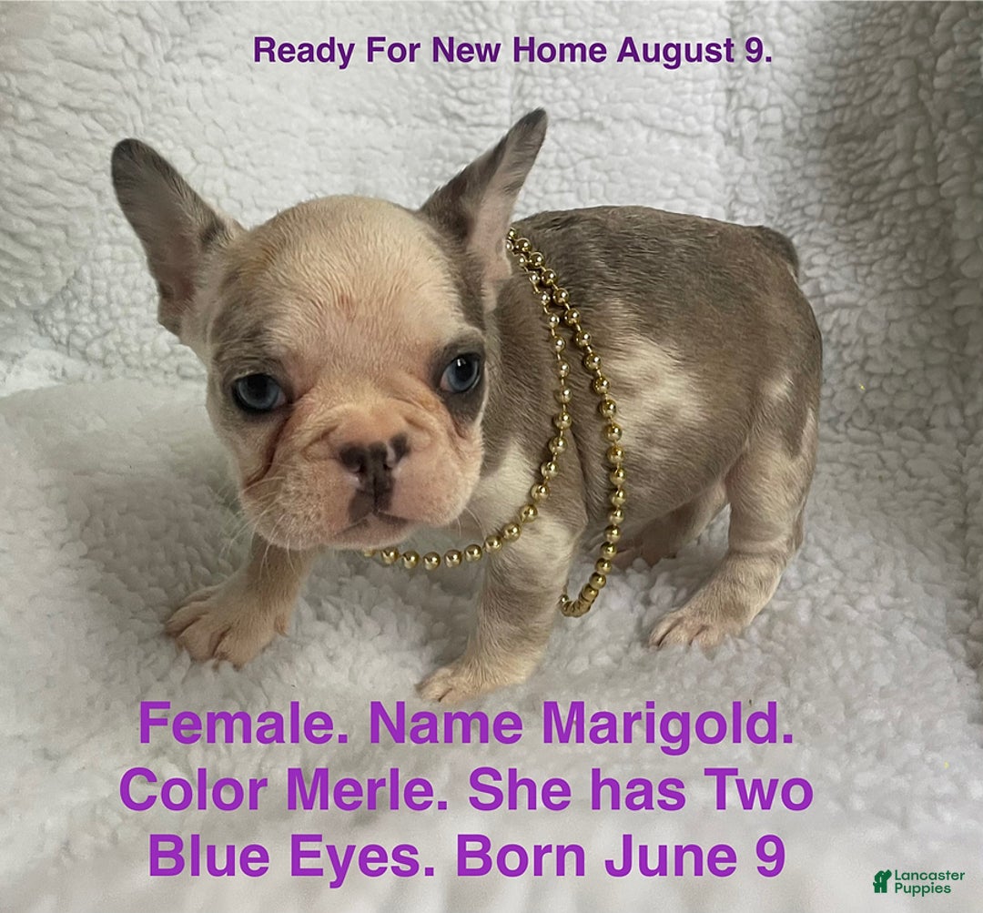 French Bulldog dogs for sale: Marigold - Image 1