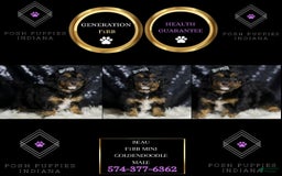 Mini Goldendoodle dogs for sale: Beau - Image 1