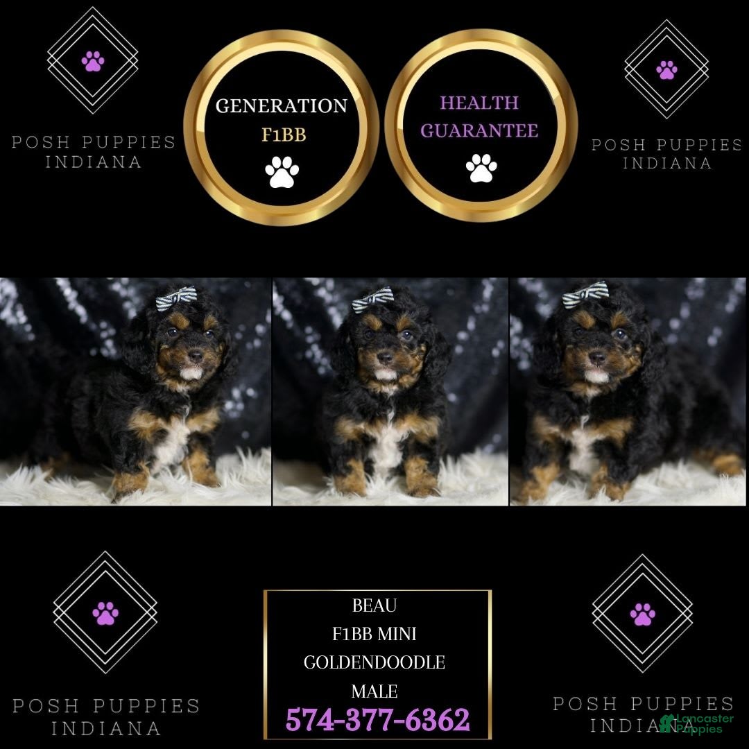 Mini Goldendoodle dogs for sale: Beau - Image 1