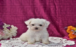 Maltese dogs for sale: Jesse - Image 1