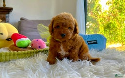 Toy Poodle dogs for sale: Jack - Image 1