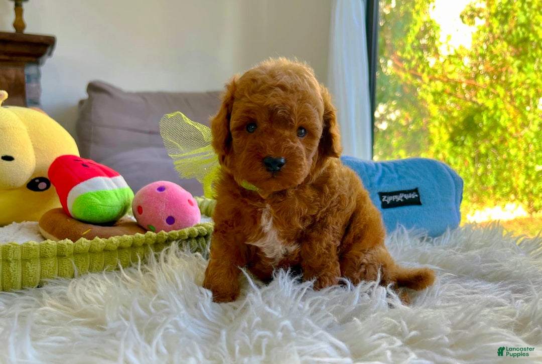 Toy Poodle dogs for sale: Jack - Image 1
