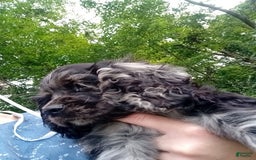 Cocker Spaniel dogs for sale: Oceon - Image 6